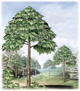 Ancient forest illustration