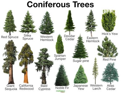 Coniferous tree types