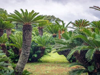 Cycad plants