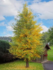Ginkgo tree