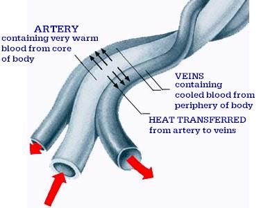 Countercurrent heat exchange in blood vessels