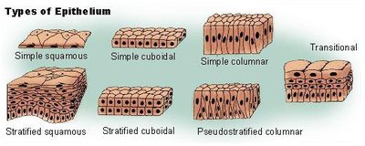 Types of epithelium: simple squamous, cuboidal, columnar, stratified, transitional