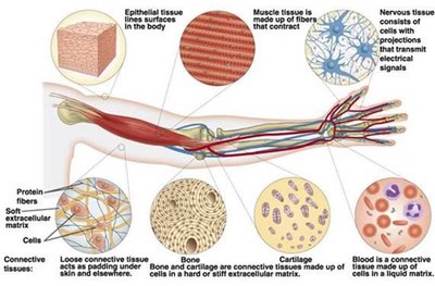 Connective tissue fibers: collagen, elastic, reticular