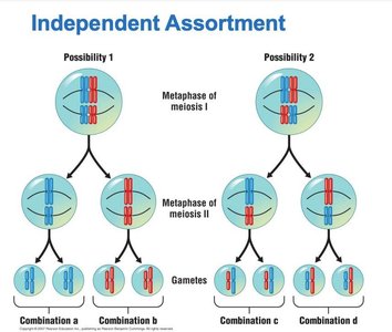 Independent assortment diagram showing different chromosome combinations
