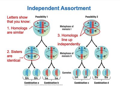 Anaphase I showing segregation of homologous chromosomes