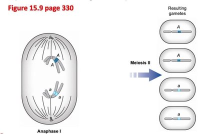Comparison of mitosis and meiosis phases
