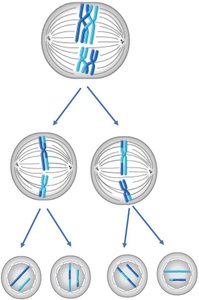 Diagram of meiosis showing two divisions and resulting gametes