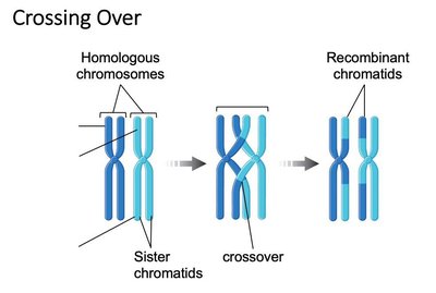 Crossing over between homologous chromosomes