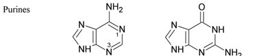Purine and pyrimidine structures