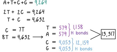 Calculation of hydrogen bonds in a DNA fragment