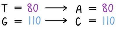Calculation of base numbers in DNA fragment