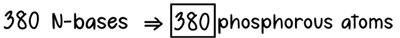 Calculation of phosphorus atoms in DNA fragment