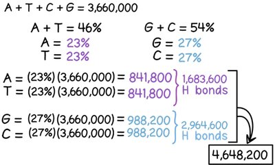 Calculation of hydrogen bonds in Hemophilus influenzae chromosome