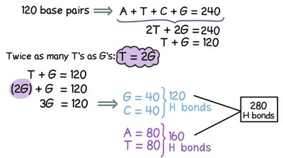 Calculation of hydrogen bonds in DNA fragment with twice as many Thymines as Guanines