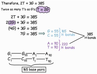 Calculation of nitrogen atoms in E. coli chromosome