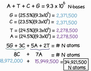 Calculation of hydrogen bonds and linkages in DNA fragment