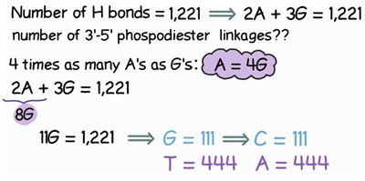 Calculation of linkages and base pairs in DNA fragment