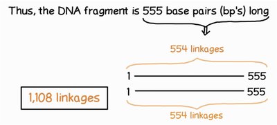 Calculation of hydrogen bonds in DNA fragment