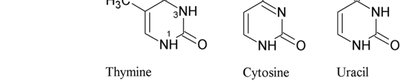 Thymine, cytosine, and uracil structures