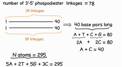 Calculation of hydrogen bonds in DNA fragment