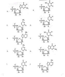Nucleotide structure identification