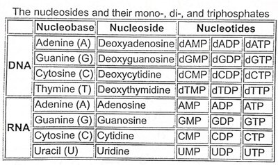 Table of nucleosides and nucleotides for DNA and RNA