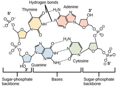 DNA double helix with hydrogen bonds