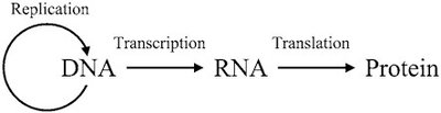 Central dogma: DNA to RNA to protein