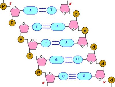 Hydrogen bonds between base pairs