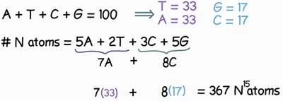 Calculation of nitrogen atoms in labeled DNA