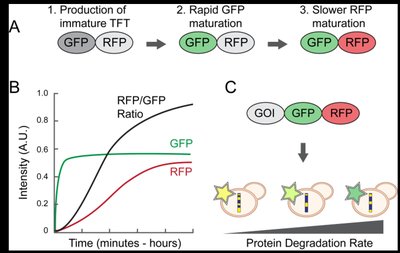 Tandem Fluorescent Timer Reporter diagram