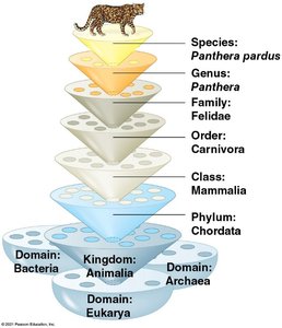 Hierarchical classification of Panthera pardus