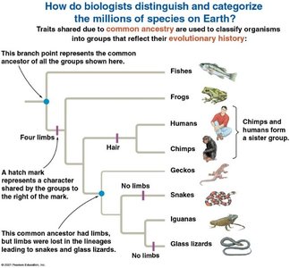 Phylogenetic tree showing evolutionary relationships based on limb traits