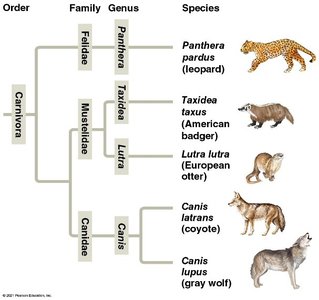 Phylogenetic tree of Carnivora families, genera, and species