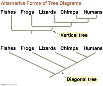 Alternative forms of phylogenetic tree diagrams: vertical and diagonal
