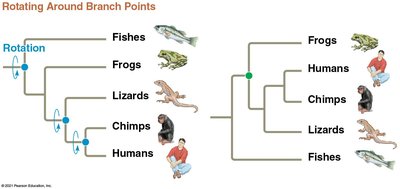 Rotating phylogenetic tree branch points