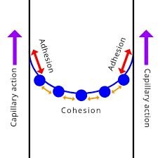 Cohesion and adhesion in capillary action