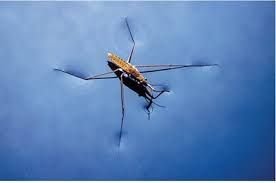 Insect walking on water due to surface tension