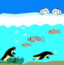 Ice floating on water, aquatic life below