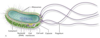 Labeled diagram of a bacterial cell showing nucleoid, ribosomes, cell wall, capsule, and flagellum