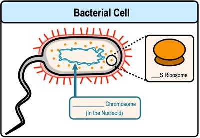 Diagram of a bacterial cell highlighting chromosome in nucleoid and ribosome