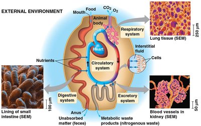 Internal exchange surfaces of complex animals