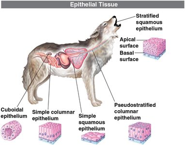 Epithelial tissue types in a mammal