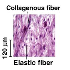 Connective tissue types