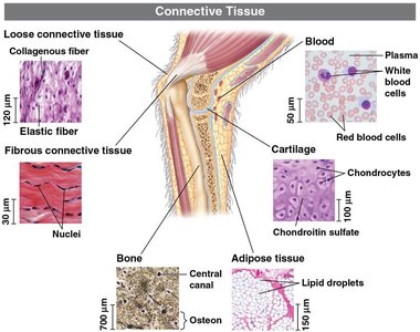 Connective tissue: loose, fibrous, bone, adipose, cartilage, blood
