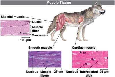 Muscle tissue types