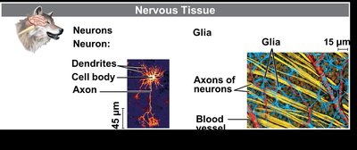 Nervous tissue: neurons and glia