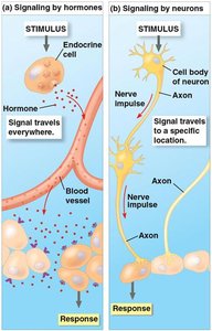 Signaling in the endocrine and nervous systems