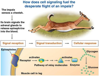 Cell signaling in the flight response of an impala