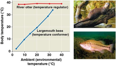 Temperature regulation: regulator vs. conformer